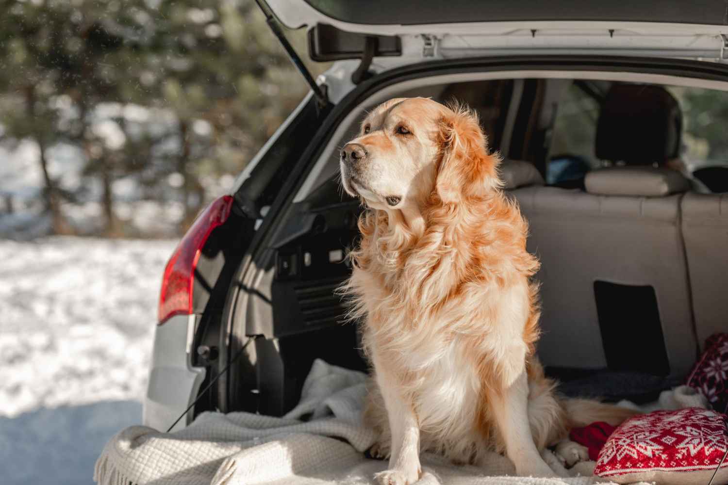 Pet transport background